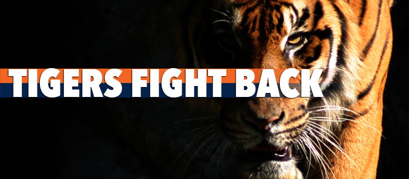 Tigers Fight Back